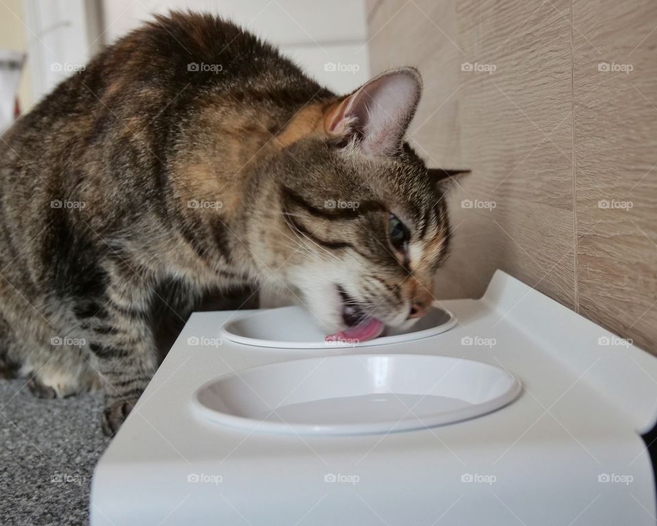 LucyBalu Duo Dining Station