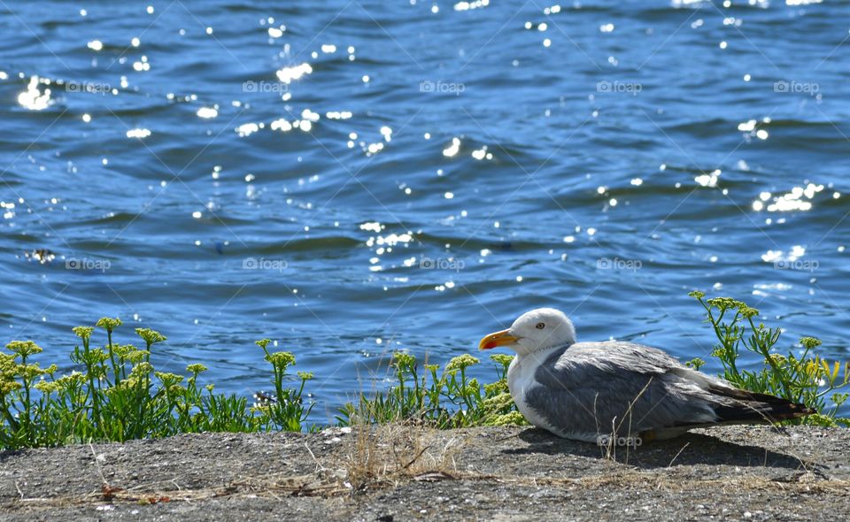 Seagull sitting on rock