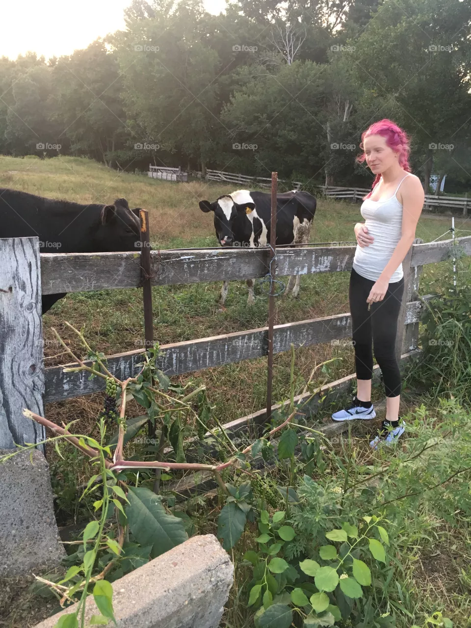 Cows 