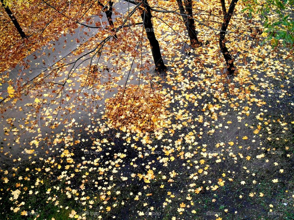 Season, Leaf, Fall, Tree, Nature