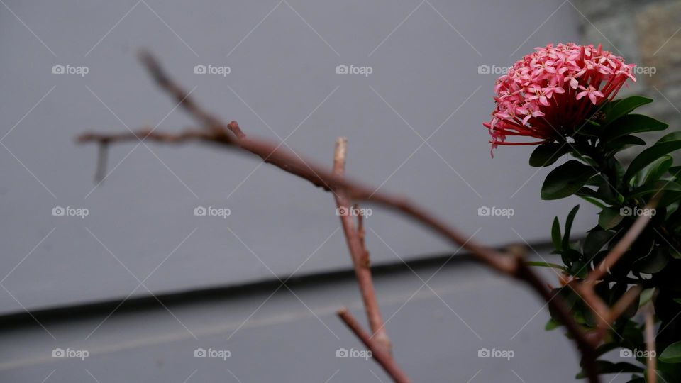 Ixora chinensis, commonly known as Chinese ixora, is a species of plant of the genus Ixora