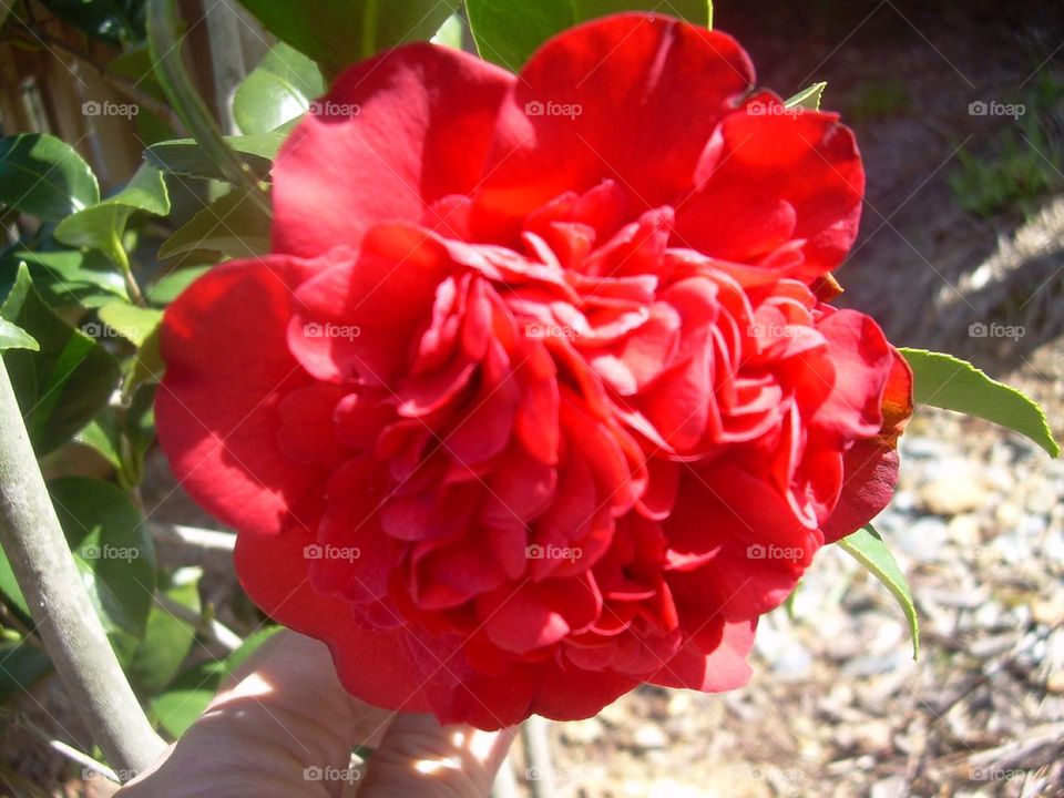 Camellia close up