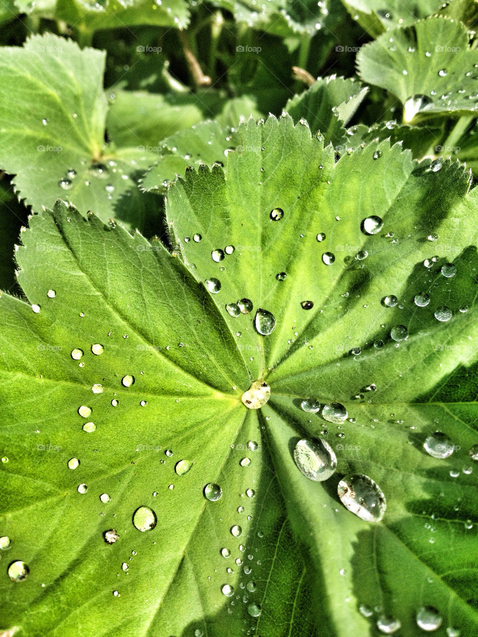 nature's tears.