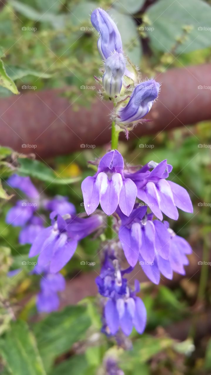 purple wildflower