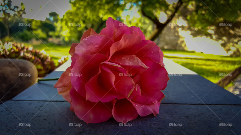 rosa flowers