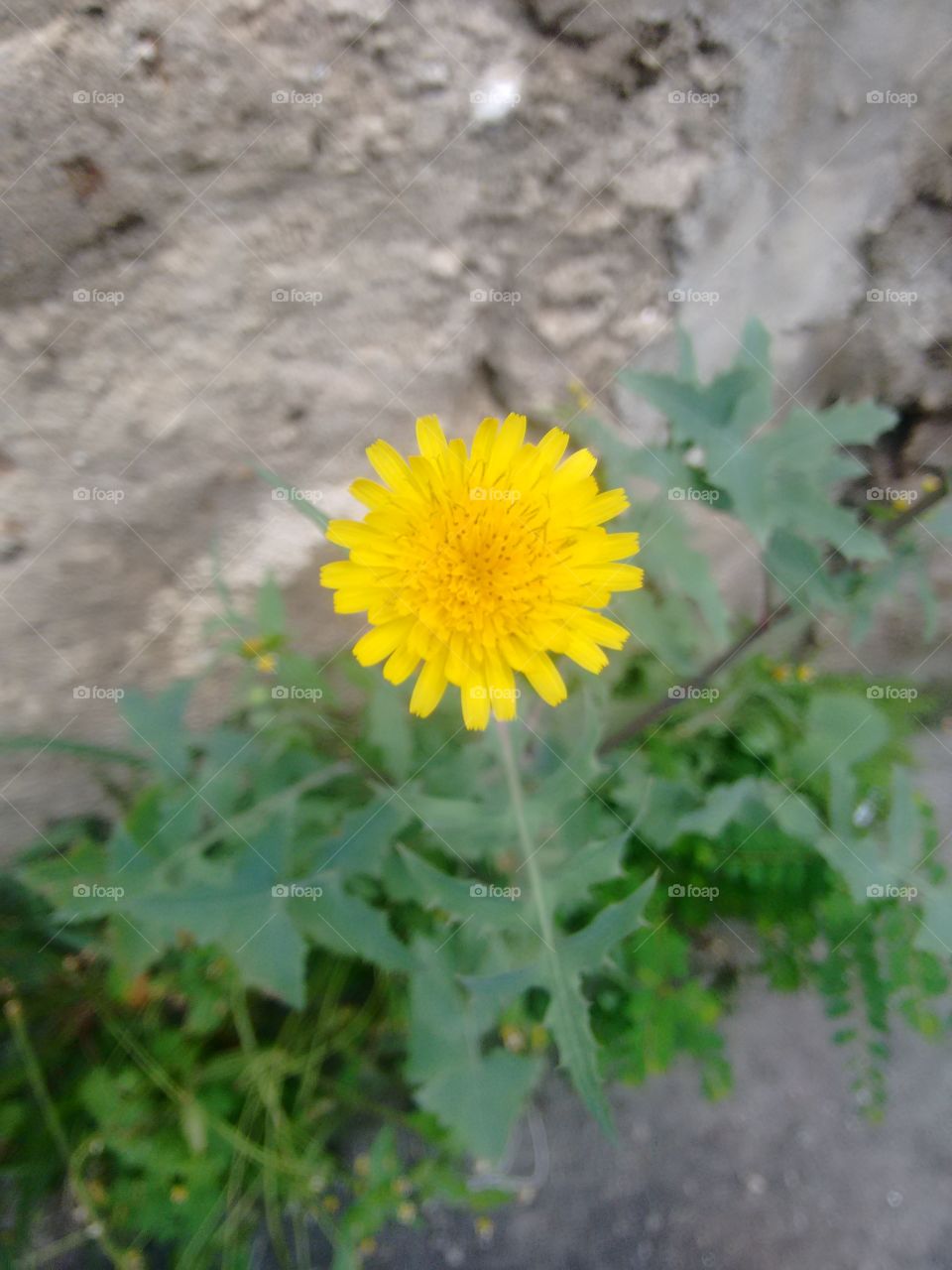 Dandelion flower