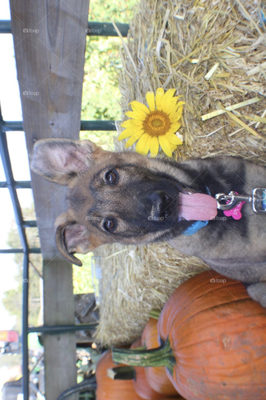 German Shepherd puppy hayride with pumpkins and sunflowers 