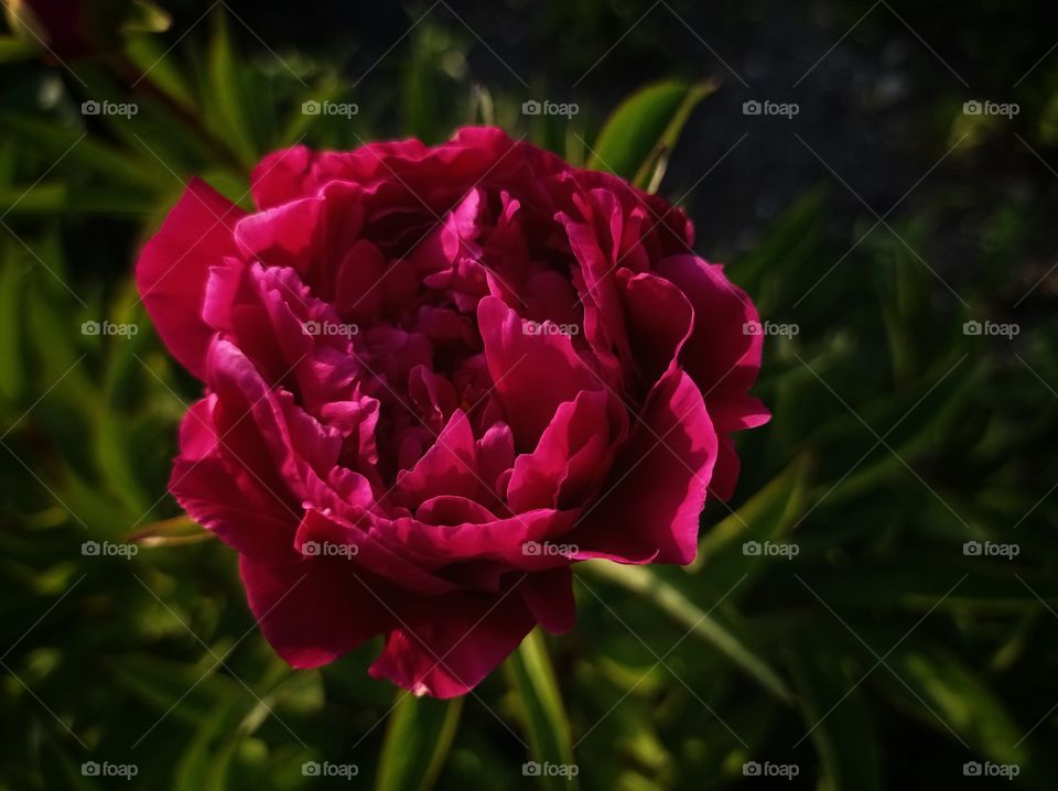 Bright peony flower. Garden.