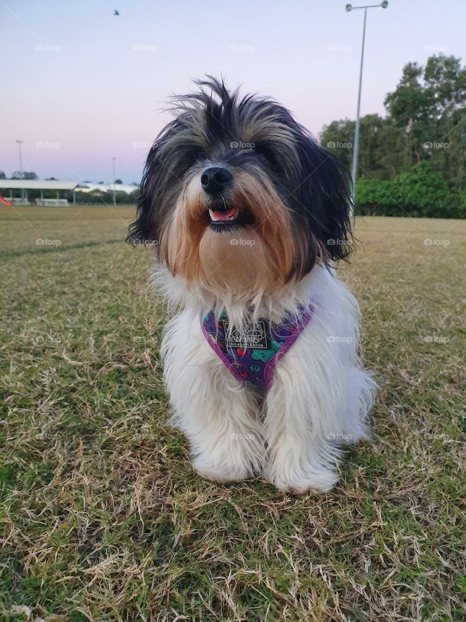 Pup at sunset