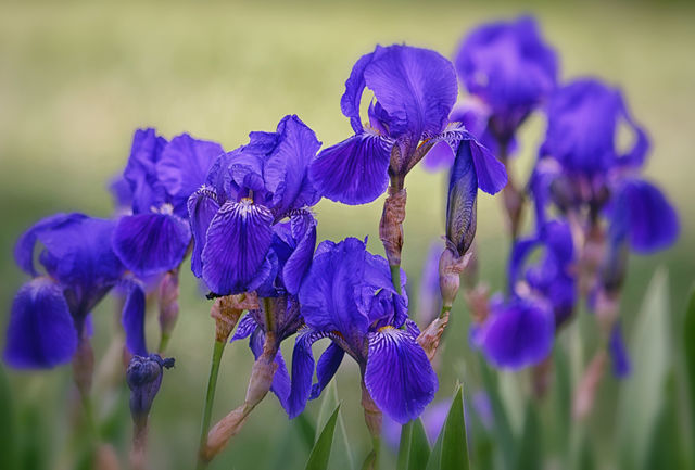 Flowers in bloom