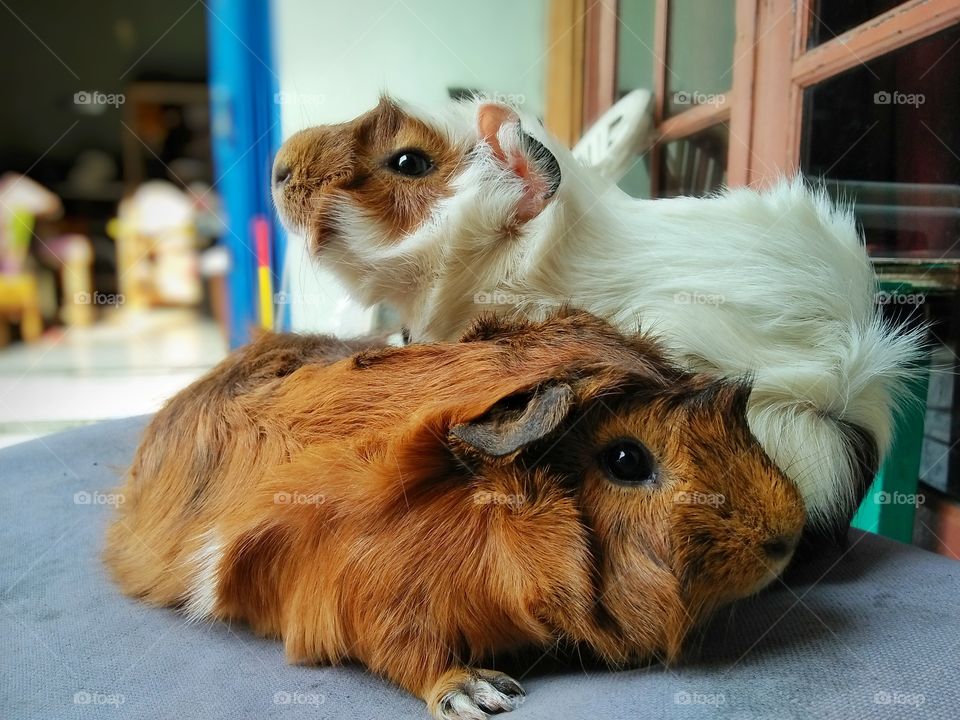couple guinea pigs