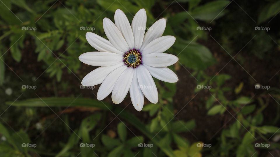 flower macro white summer by chris7ben