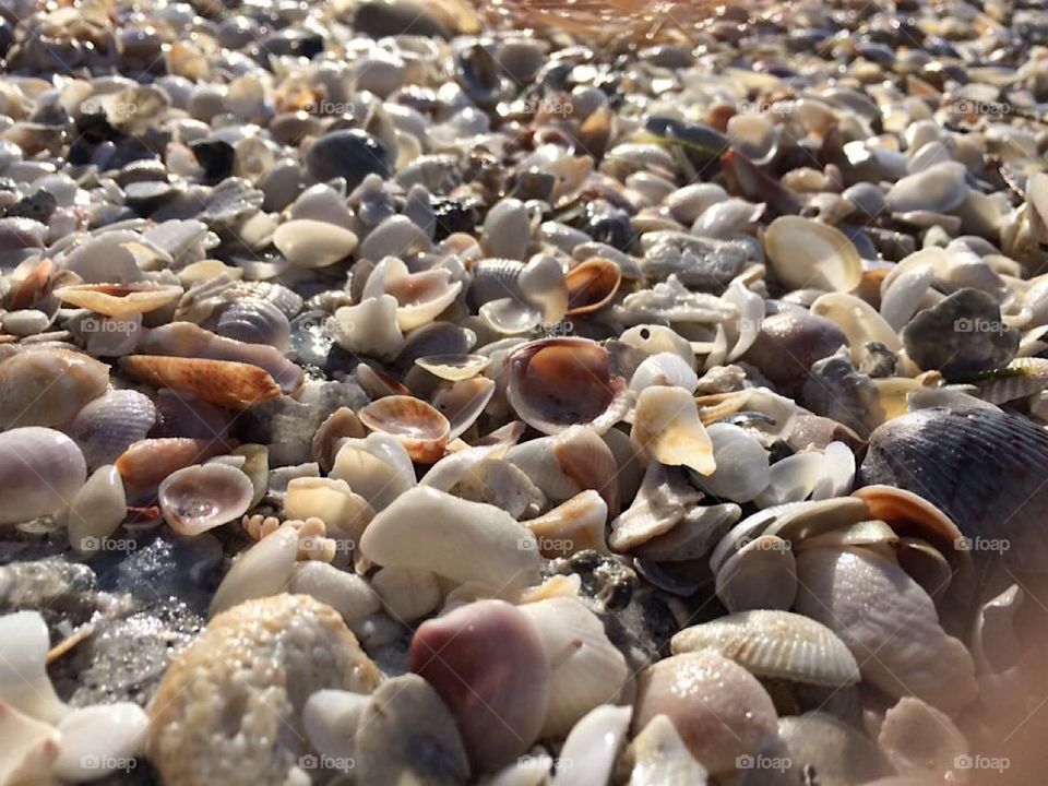 Seashells by the seashore 