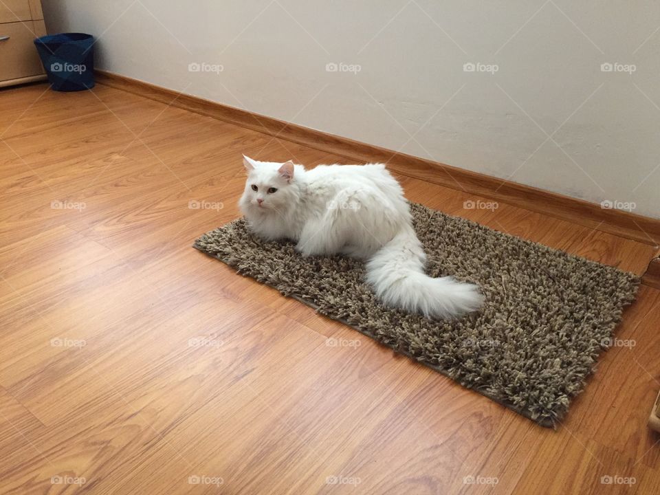 Angora cat. White cat