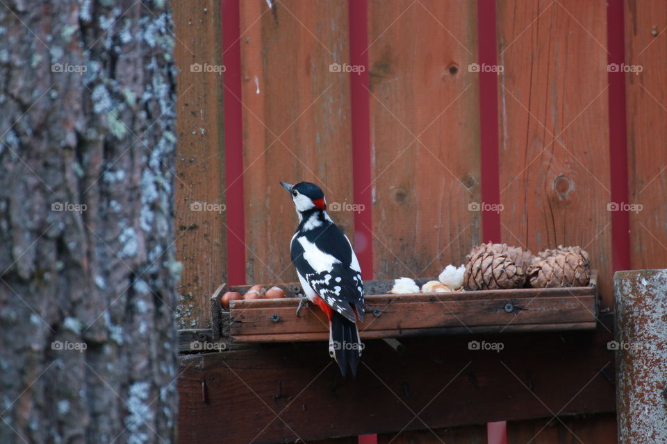 A beautiful bright woodpecker with red feathers chooses a bigger nut