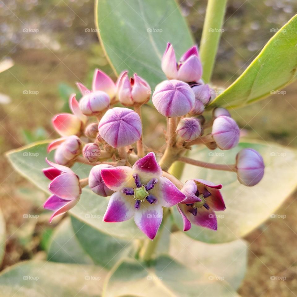 bunch of flowers Calotropis procera
