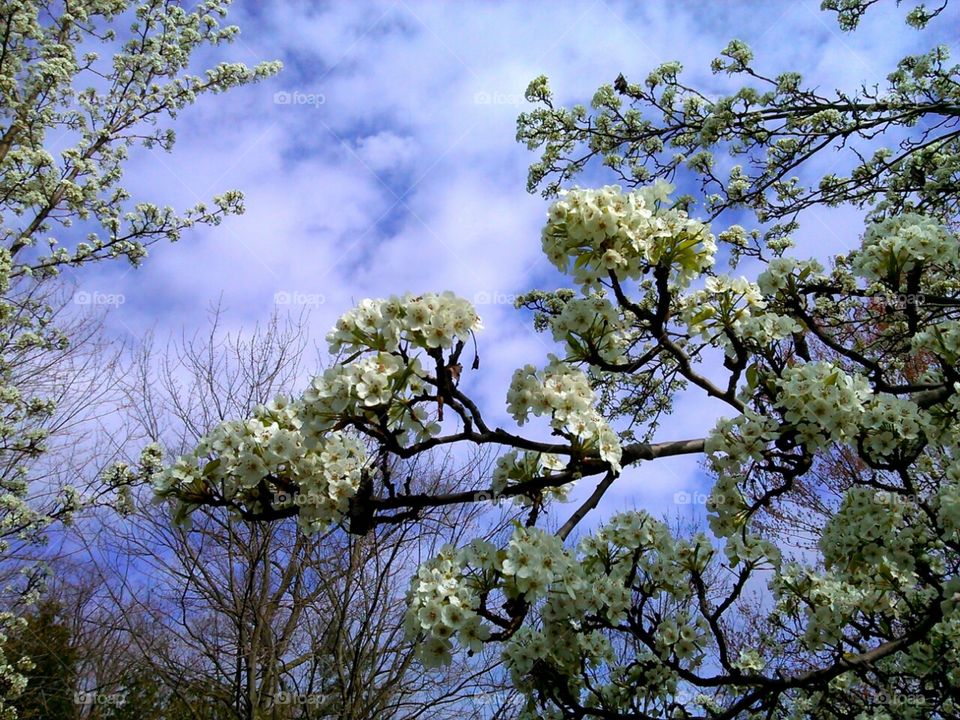 Spring Flowers. blooms in the sky