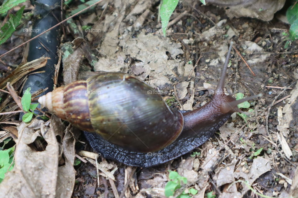 snail, journey, green living, forest