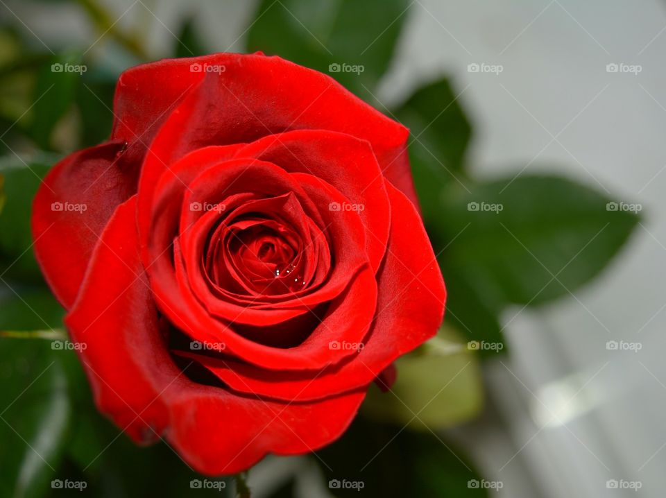 Close-up of red rose