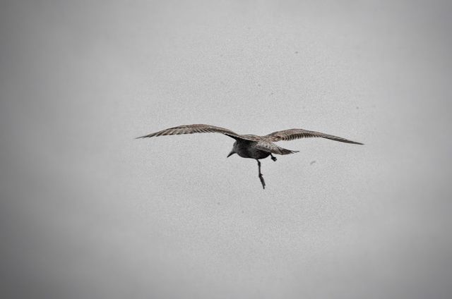 Seagull