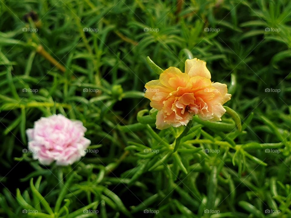 the Portulaca Grandiflora