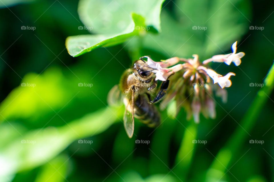 Bee on the flower macro shot