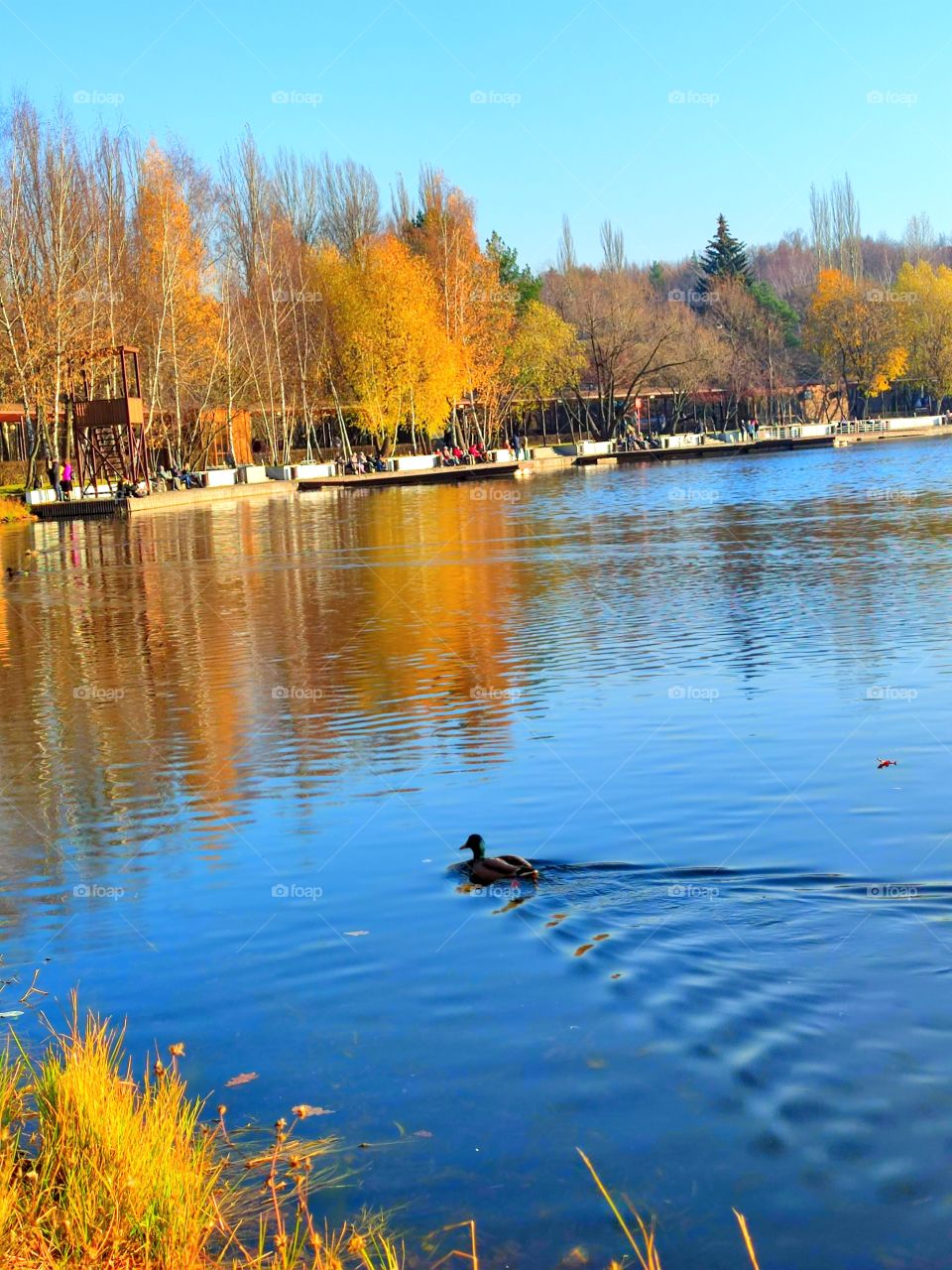 Sunny day. A park. Autumn. Pond. Yellow trees grow around the pond. There are benches under the trees. People are resting on the benches. Yellow trees are reflected from the water surface. A duck floats on the water