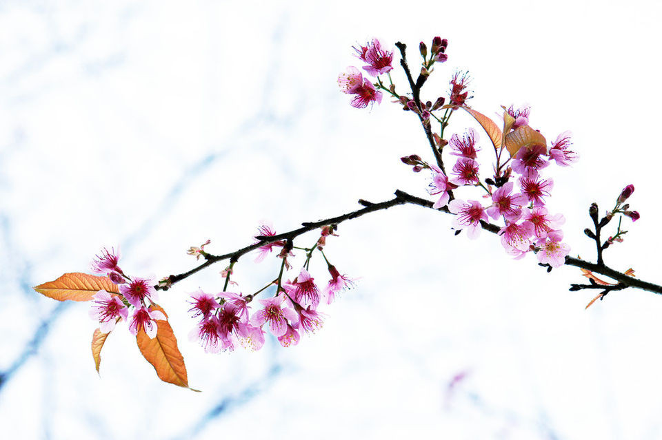 Thai sakura