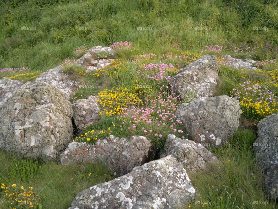 rock flowers. ireland walk trip