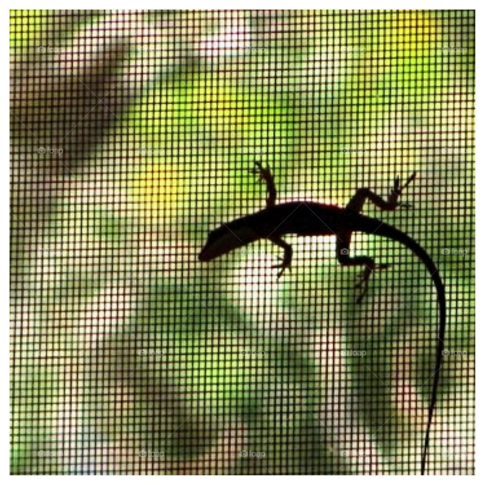 Lizard on a Screen