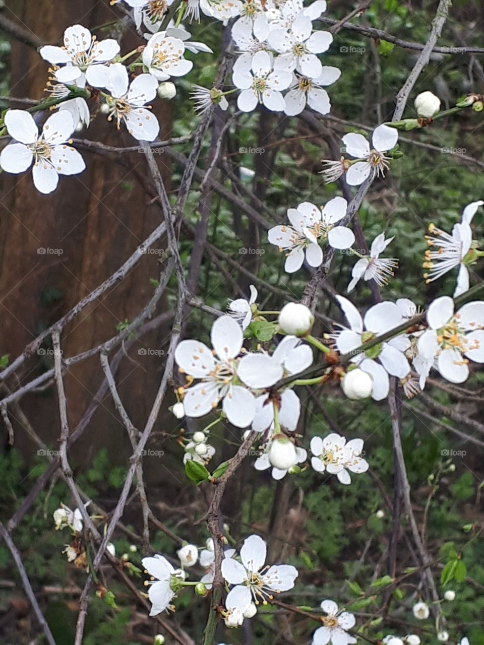 Spring Flora