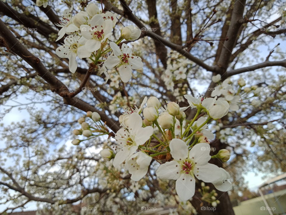 blossom tree 🌸