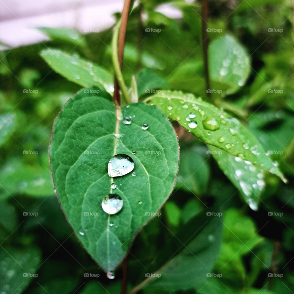 Drop of Rain