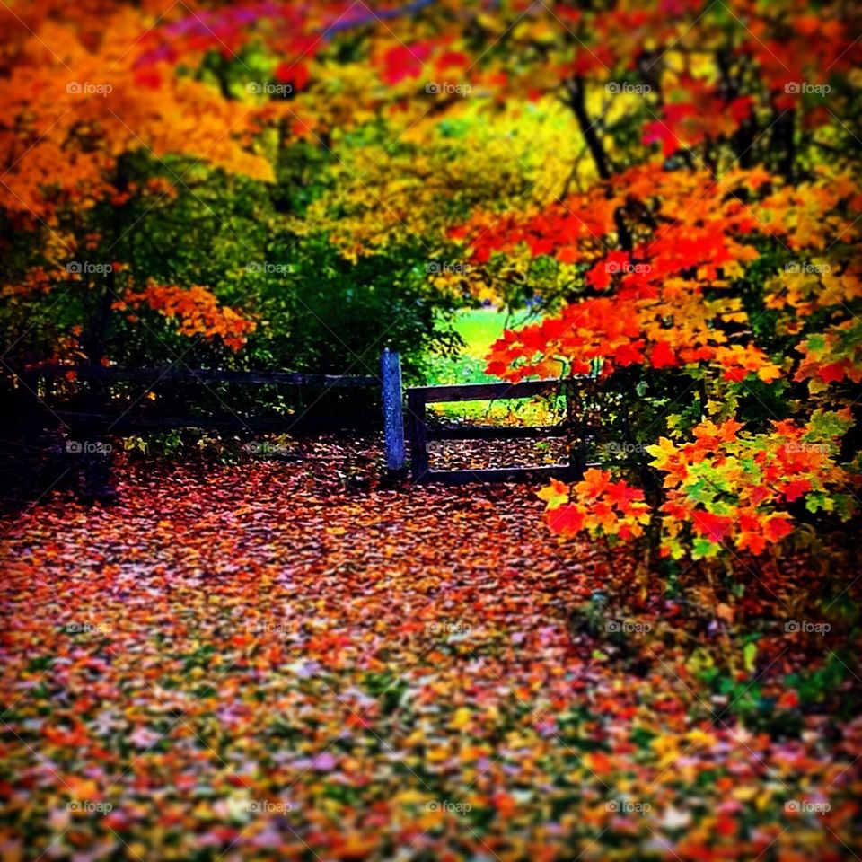 fall