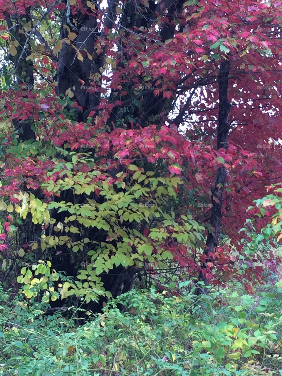 Fall foliage,color leaves