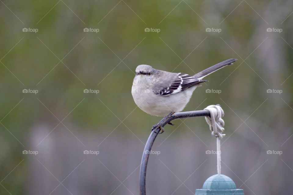 Mockingbird perched on top of a feeder 