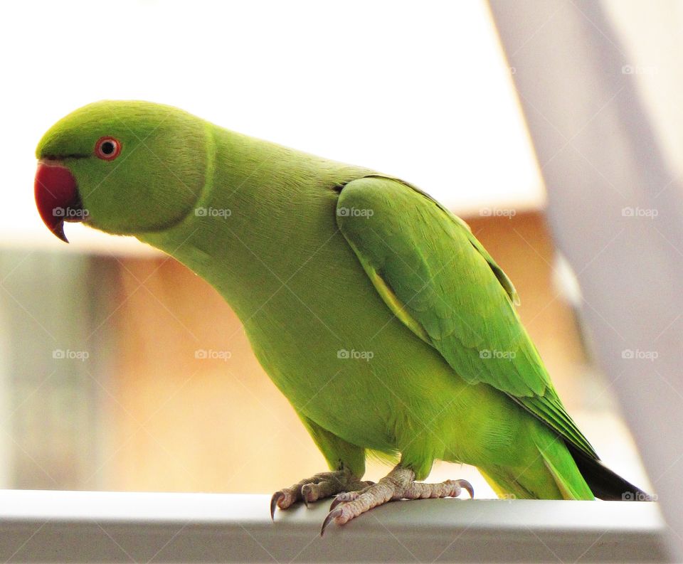 Parakeet