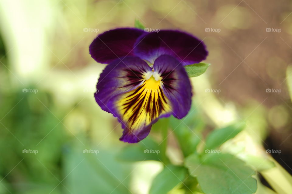 Purple gladiolus 