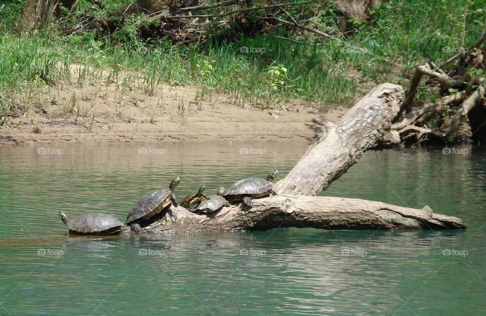 Turtles on a log