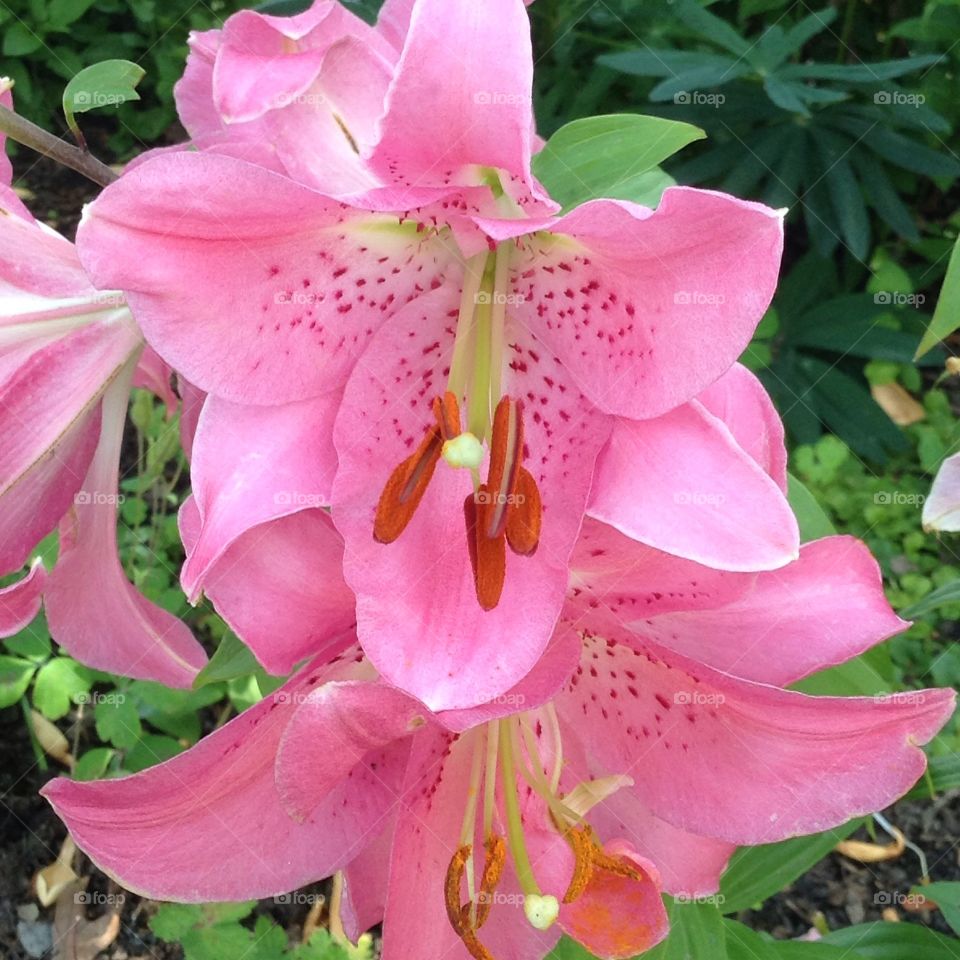 Beautiful. Pretty pink flower 