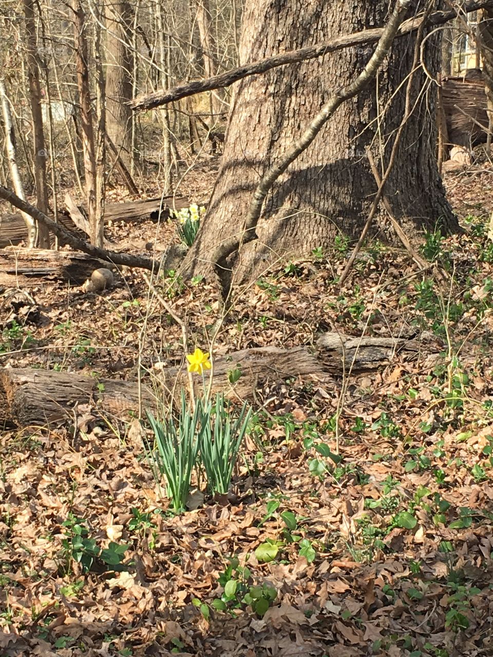 Daffodil stands alone