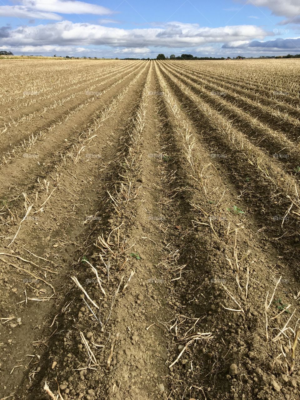 Harvesting the crop 