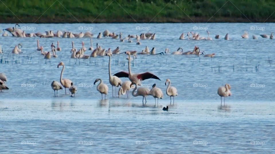 Flamingos