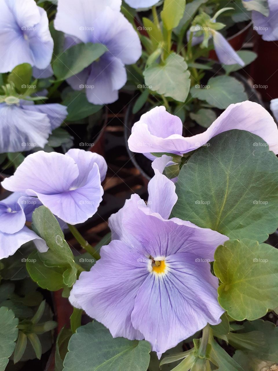 lavanda pastel en flores