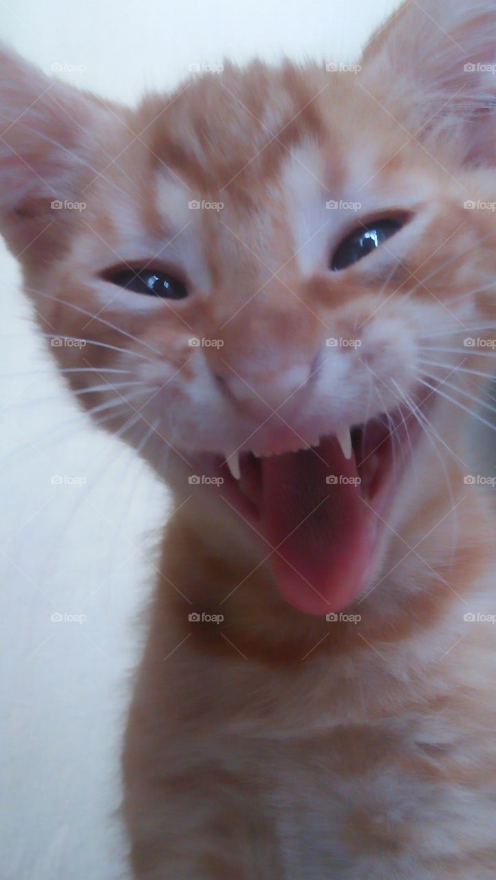 My beautiful cat is laughing.