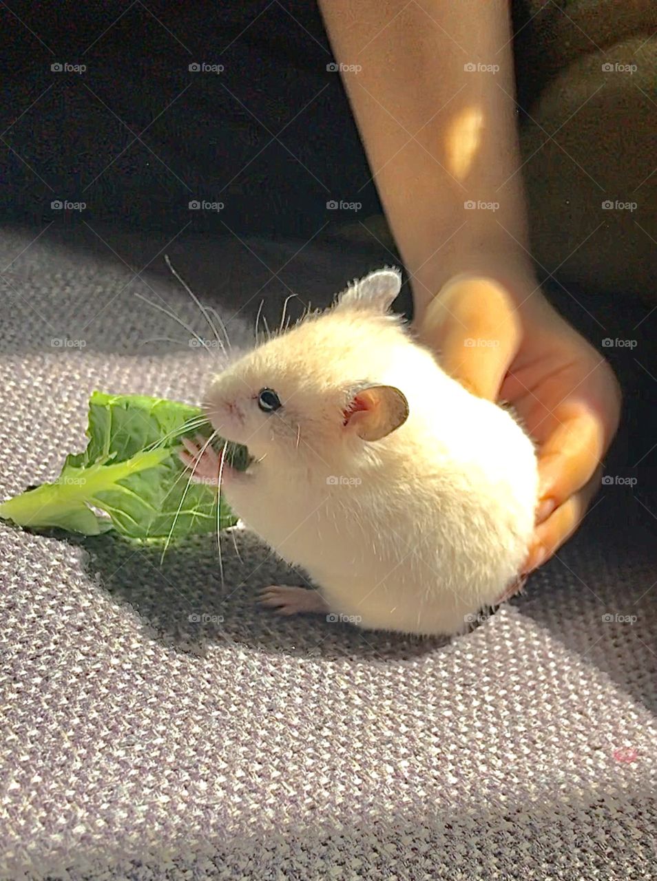 Addicted to lettuce 
