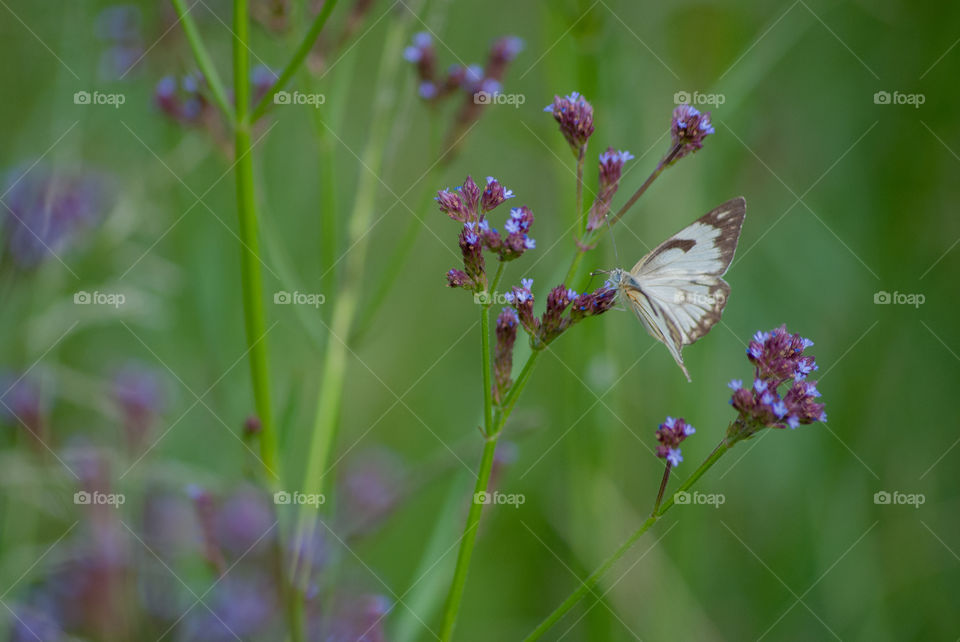Hiking with the intention on finding butterflies. Must be one of the most peaceful things to do.