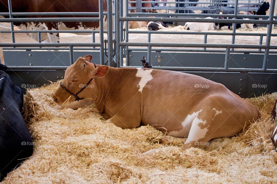 Sleeping Cow