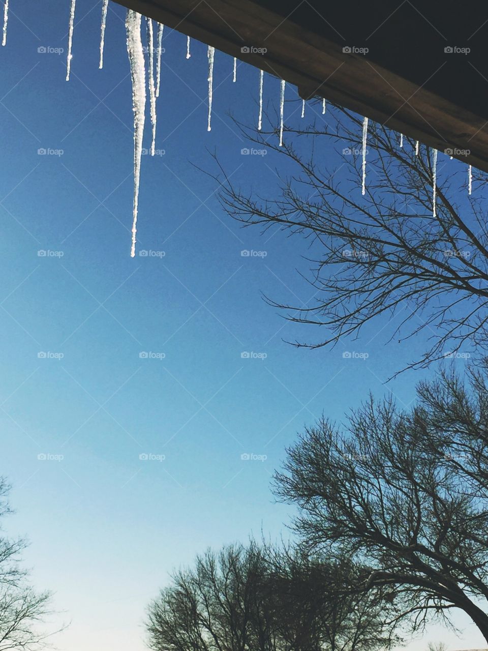 Icicles hanging from a wooden shed overhang and illuminated by winter sunshine against tall, bare trees and clear, blue sky