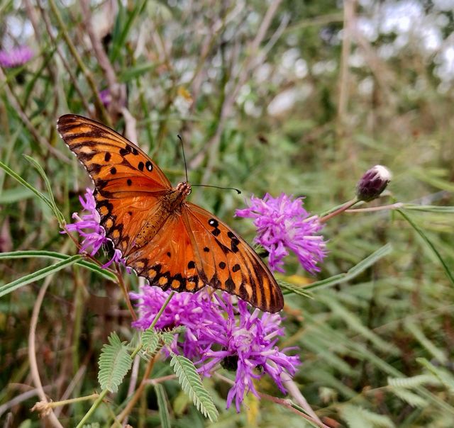 Mariposa